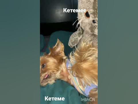кетеме #кетеме - YouTube