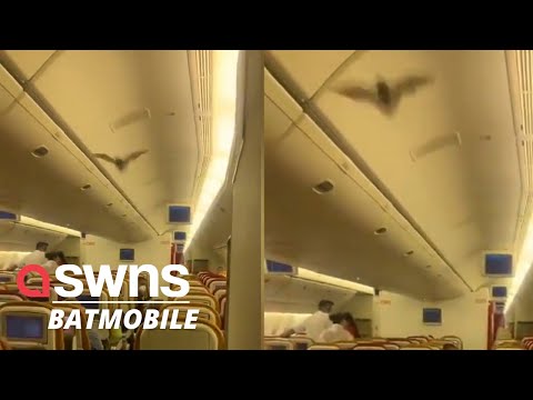 Indian flight made a forced landing after a BAT was caught flying through the plane | SWNS