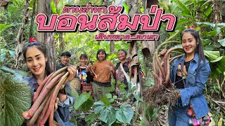 The way of hill tribe life EP230 Finding rare sour Begonia in deep forest almost fall the mountain.