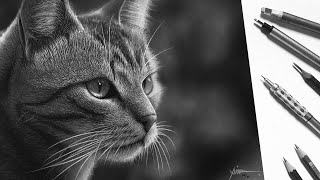 Drawing Cat | Realistic drawing - Timelapse drawing