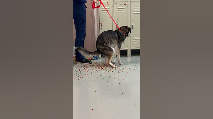 My dog ate a bag of dried Orbeez