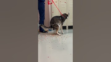 My dog ate a bag of dried Orbeez