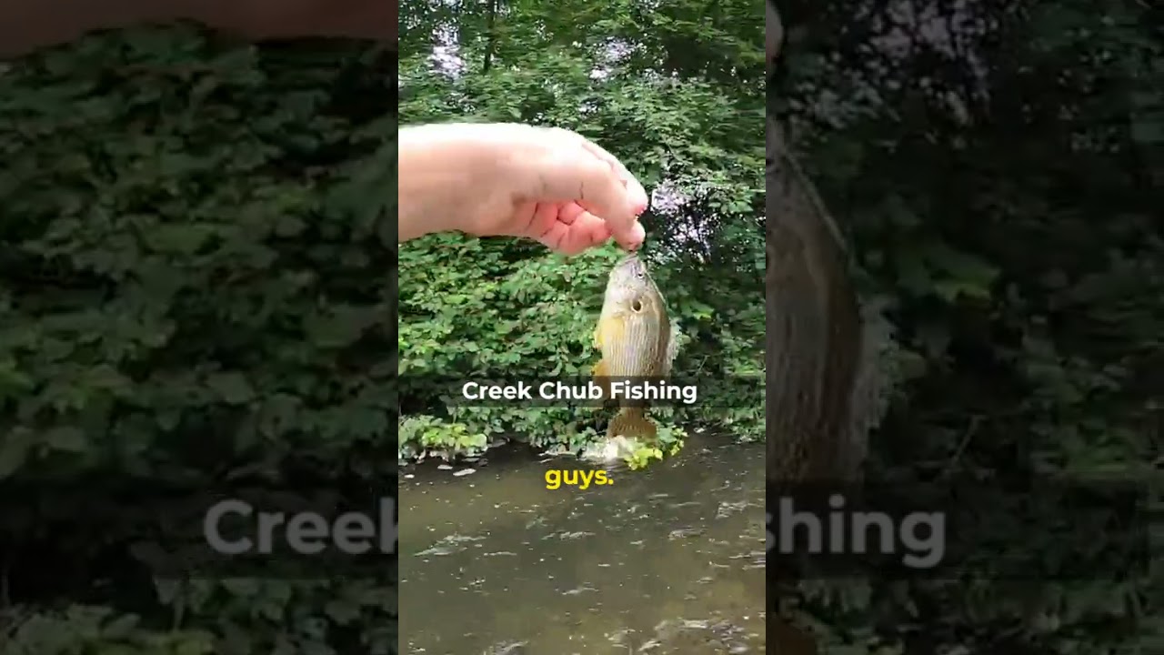 Creek chub fishing #shorts