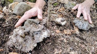 Hygrophorus marzuolus: Il Fungo Dormiente