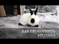 Кормление КРОЛИКА как СЭКОНОМИТЬ чем кормить