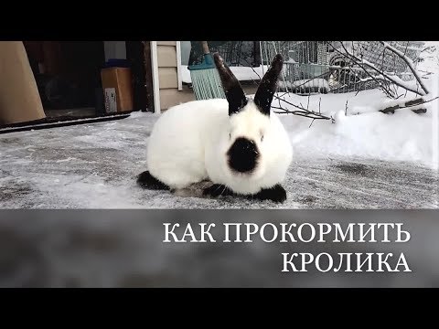 Вопрос: Как обеспечить кролику наилучшие условия содержания?