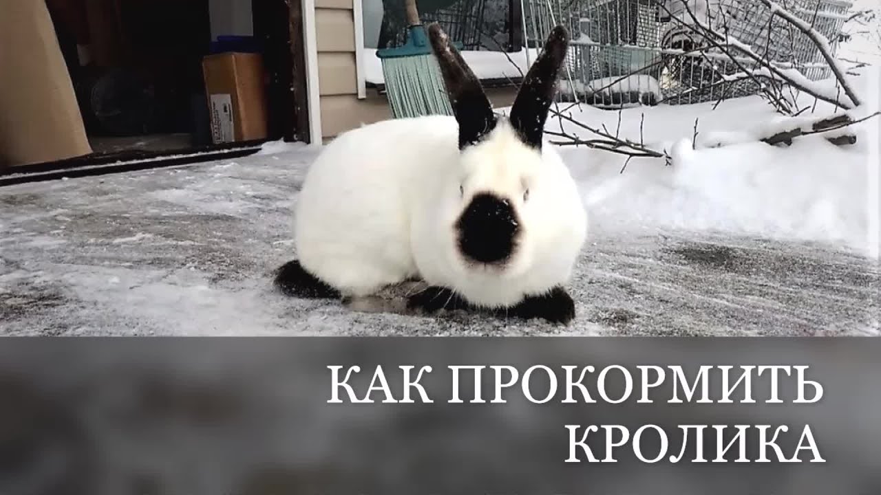 ⁣Кормление КРОЛИКА как СЭКОНОМИТЬ чем кормить