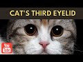 Unlocking the Secret of the Cat&#39;s Third Eyelid | Cats Facts