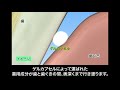 花王 ディープクリーン ディープクリーンゲルカプセル説明動画