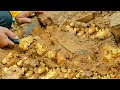 Gold hunting finding and digging up for treasure worth millions dollar from huge nuggets of gold