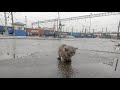 Почему выбросили породистого котенка на вокзале под дождем  threw a kitten in the rain