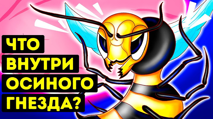 Что бы вы увидели, если бы смогли попасть в осиное гнездо