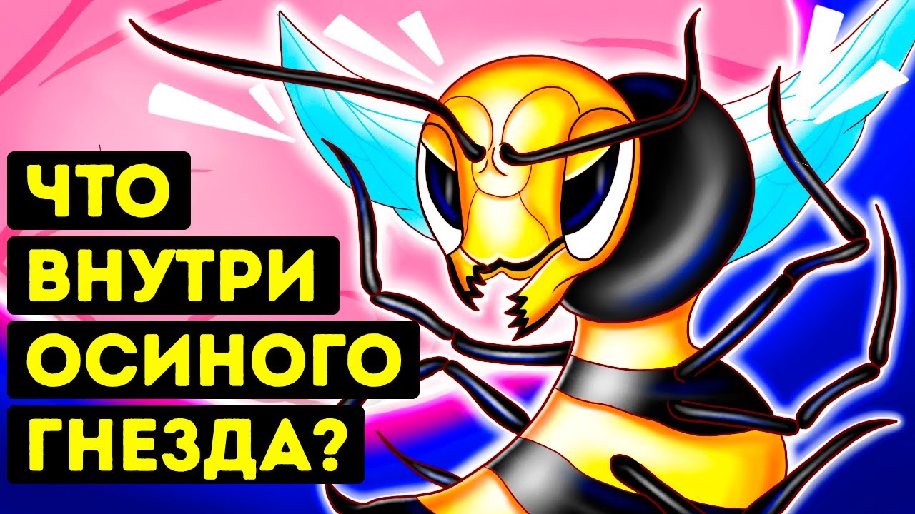 Что бы вы увидели, если бы смогли попасть в осиное гнездо