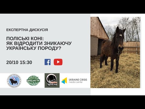 Поліські коні: як відродити зникаючу українську породу? УКМЦ 16.10.2020