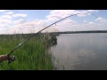 Ловля карпа на платном водоеме Волково