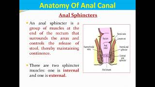 10. Anal Anatomy PPT