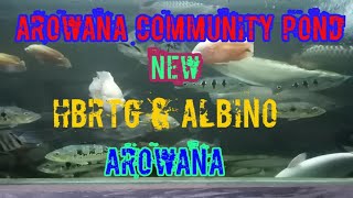 New HBRTG & Albino Arowana in the Community Pond