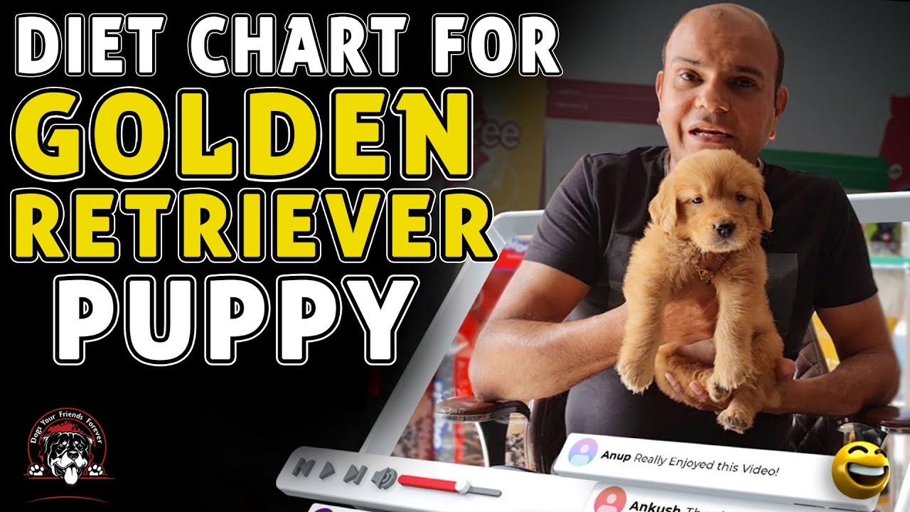 Diet Chart (Golden Retriever) Full Day of Feeding Puppy & Adult Dog