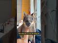 Ai mà từ chối được một bé kangaroo mini mặt cười biết wink chứ? #tangtuvien #shorts