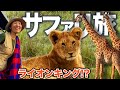 【マサイ族と暮らす】極上テントロッジのサファリ旅🦁マサイマラ・ケニア🇰🇪