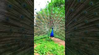 Keindahan Burung Merak