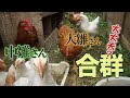 若コッコさん合流【ぐるりの暮らし】#185時々チキントラクターで外遊びさせていた５０日の中雛さんを大雛さんの群れに合流させてみました。