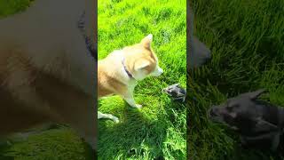 Akita Inu 11 maanden by Marc Druten 44 views 2 weeks ago 1 minute, 1 second