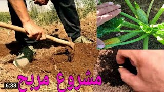 طريقة زراعة القرعة الكوسة(Courgette) ونوع البذور الممتازه..مشروع مربح جدا+معلومات مهمة