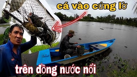 Trên đồng nước nổi,,cá chạy lờ thấy ham,,vũ heo