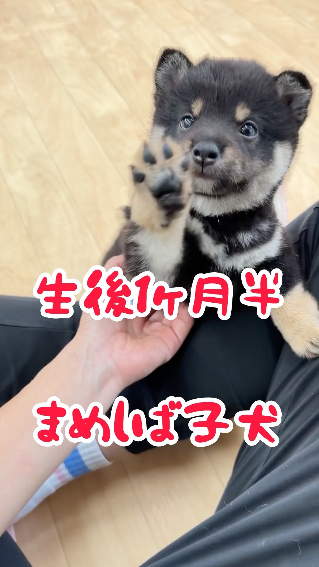Mame Shiba Inu houzannsou - YouTube
