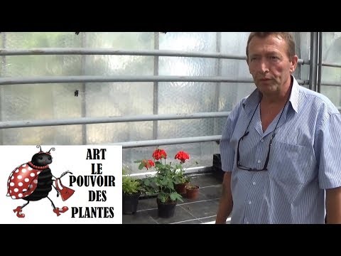 Tuto Jardinage:Comment faire un Semis de mimosa pudica (plante sensitive)