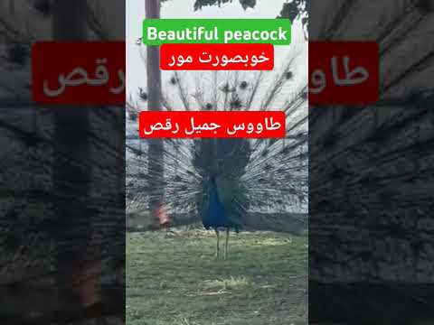      رقصة الطاووس الجميلة  الجزيرة    