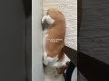 Go to your own BED!🛏️ 침대놔두고 왜그래 #corgi #puppy #웰시코기 #강아지 #corgilife #강아지일상 #sleepydog #강아지쇼츠