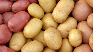 زراعة البتيتة أو البطاط بطريقة جديدة