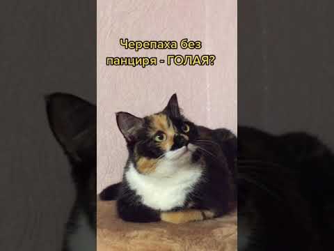Четвертые сутки не сплю, всё думаю... #анекдоты #вопросы #ответы #думаю