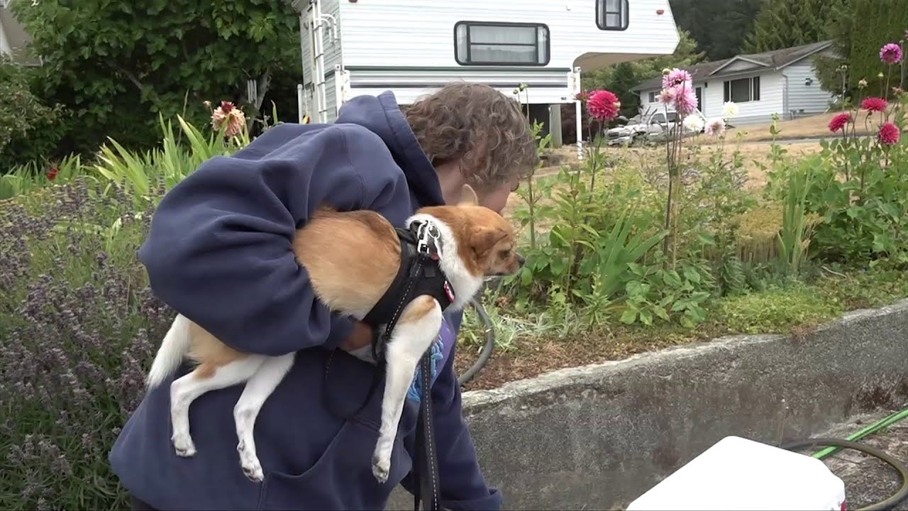'In case the fire does come closer'; Alberni residents urged to clear fire hazards from their homes