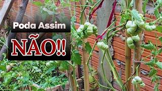 Como Podar Tomate Corretamente Para Produzir Mais Frutos