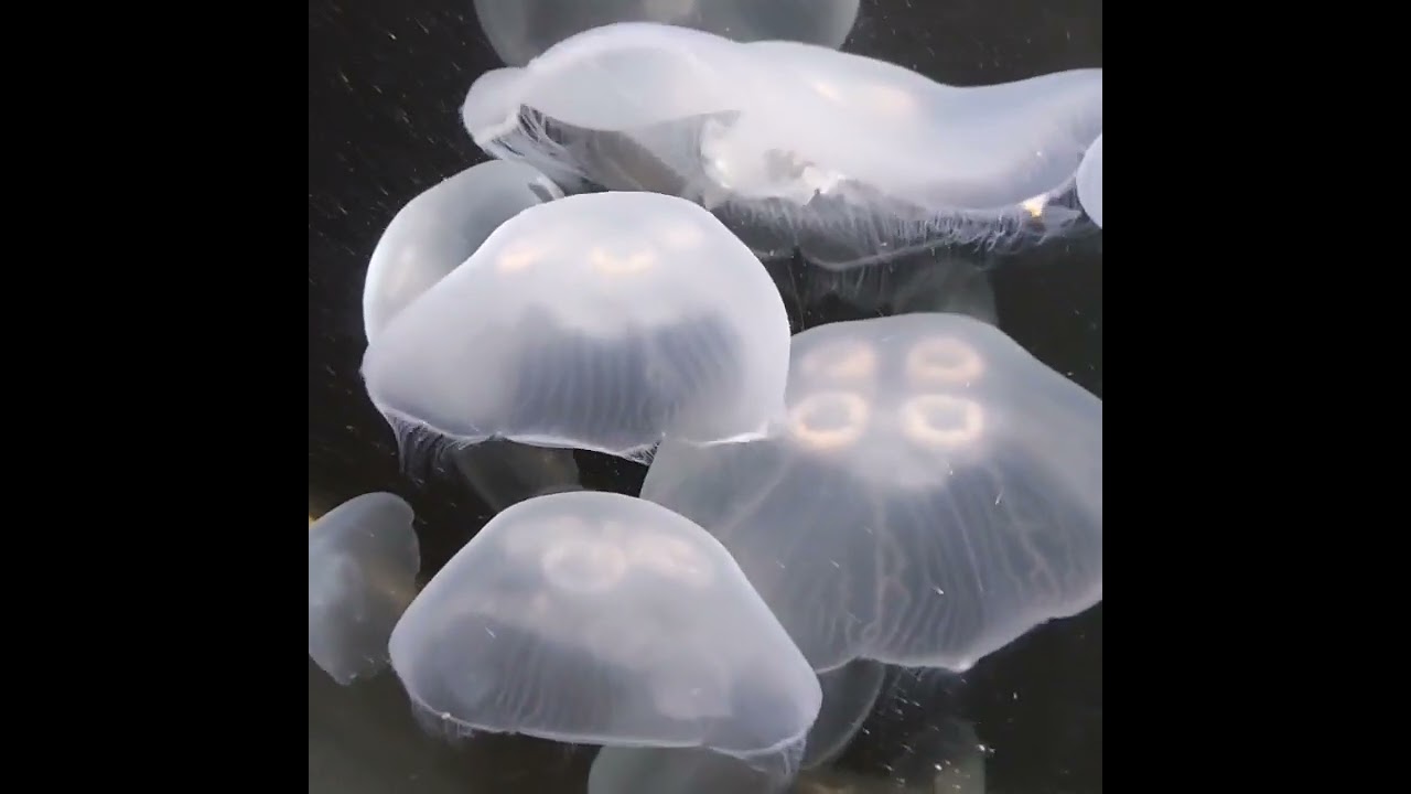 Trash Coven visits the Audubon Aquarium of the Americas NOLA