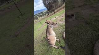 Why Did This Wild Kangaroo Freeze?