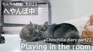 ちんちら日記その23 Chinchilla diary part23 #ちんちら #Chinchilla　#チンチラ