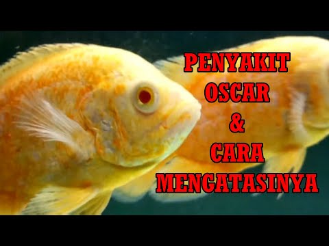 🔵 4 PENYAKIT IKAN OSCAR DAN CARA MENGATASINYA !!!