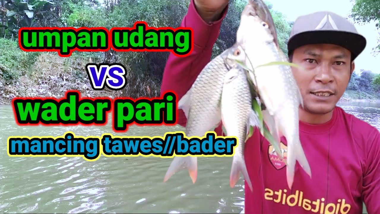 mancing tawes//bader pakai umpan udang VS wader pari
