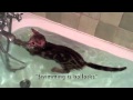 Swimming Kitten (Poco - Swims for Fun and Country)