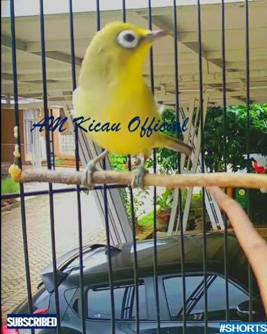 #shorts - Pleci Gacor - Full Isian Materi Mewah - Pancingan Pleci - Masteran Pleci