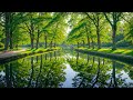 Beautiful Relaxing Music - Stop Overthinking, Stress Relief Music, Sleep Music, Calming Music #81