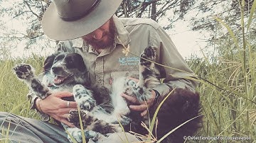 Koala Tracker - Behind the News