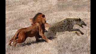 Epic Angry Lion hunts a hyena HD