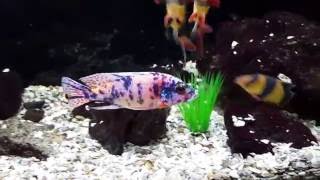 African Cichlids: Testing your Water, Tank & Tap
