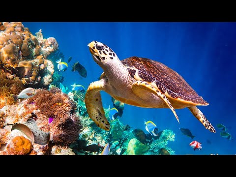 Видео: Шум моря 🐢 музыка, расслабляющая водных животных🐋 музыка  лечащая нервы и помогающая заснуть