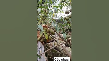 Quả cóc thái